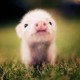 热血洒红尘