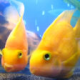 ssggfish